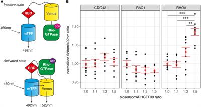 ARHGEF39, a Gene Implicated in Developmental Language Disorder, Activates RHOA and Is Involved in Cell De-Adhesion and Neural Progenitor Cell Proliferation